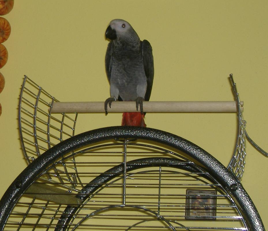 Figi - 2. 12. 2007 (5).JPG
